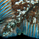 The fin of a deep sea coelacanth.